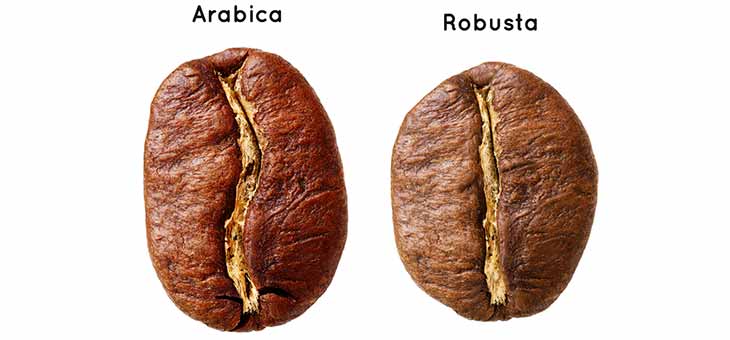 phan-biet-ca-phe-arabica-va-robusta-83